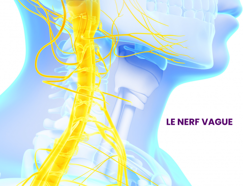 Ostéopathie et le nerf vague : libérer le stress, la digestion et les tensions par le toucher